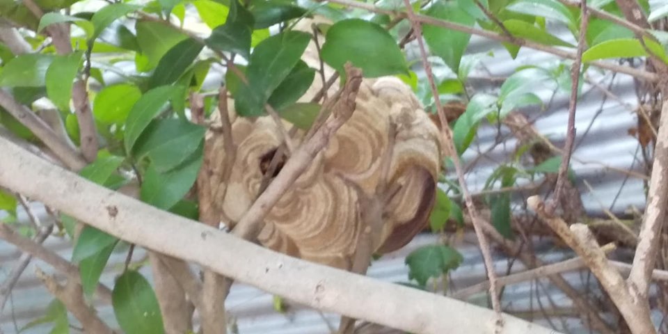 ゴミクリーンデー