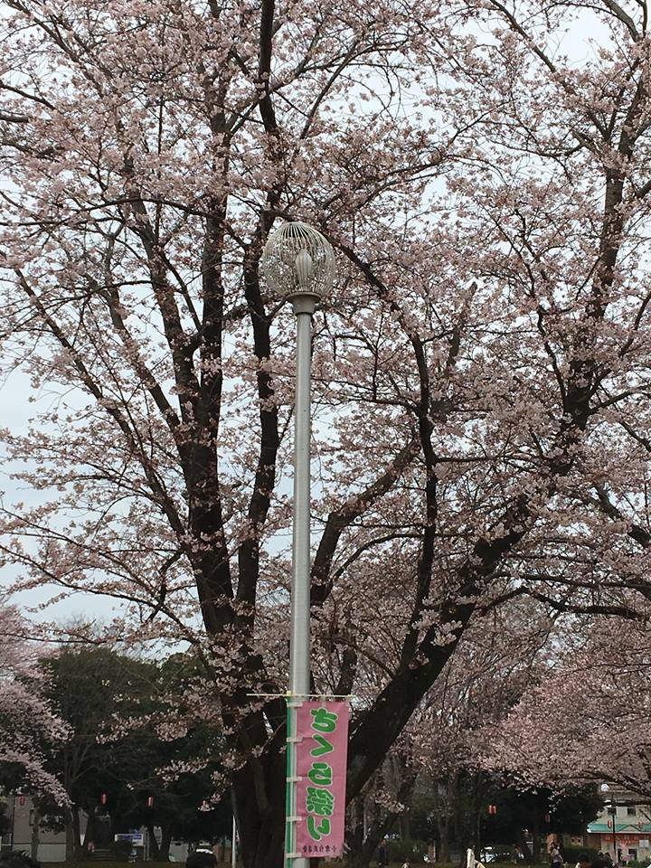 小倉台公園さくら祭り