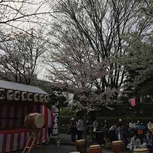 第２２回みつわ台さくら祭り